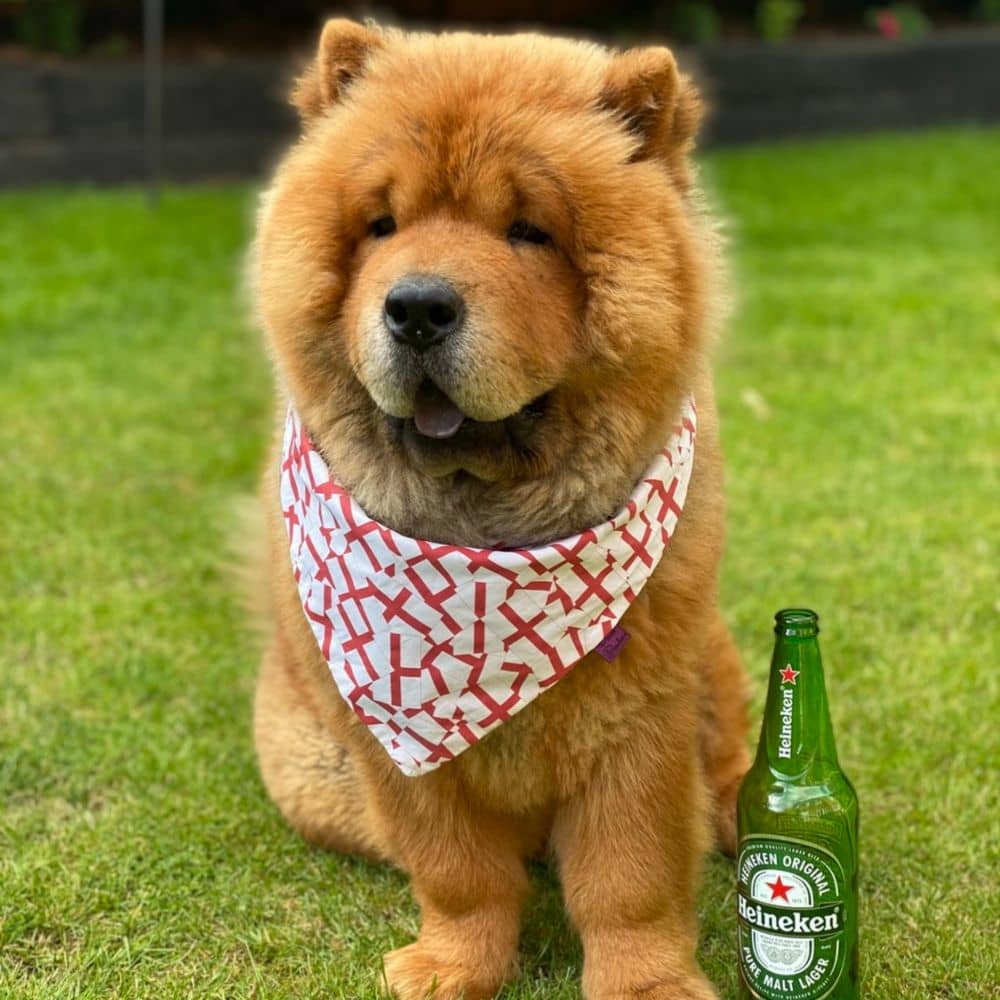 Celebrating Your Chow Chow’s Birthday