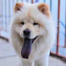 Unique Chow Chow Tattoo Ideas For Dog Lovers