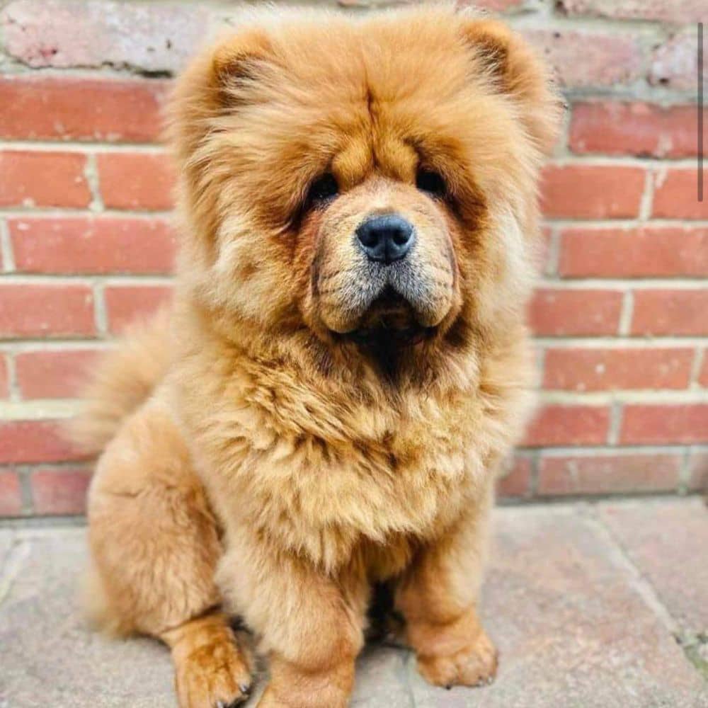 Finding A Unique Name For Your Beloved Chow Chow Dog