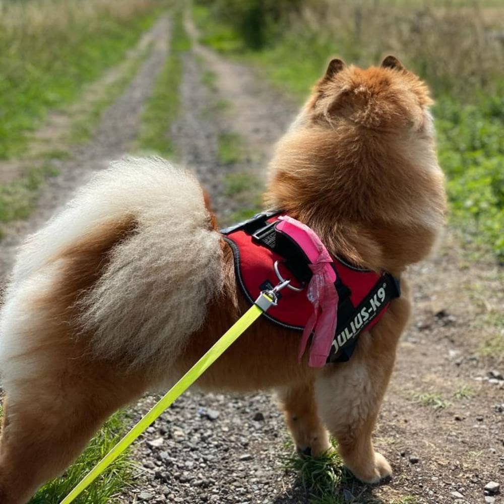 Walking My Chow Chow: Navigating Their Exercise Essentials